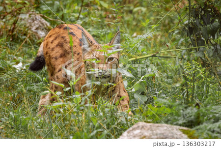 The Eurasian lynx (Lynx lynx) in the forest. The Eurasian lynx (Lynx lynx) in the forest. 136303217