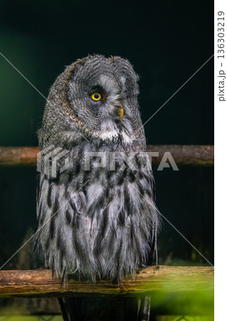 Great grey owl (Strix nebulosa) close-up. Great grey owl (Strix nebulosa) close-up. 136303219