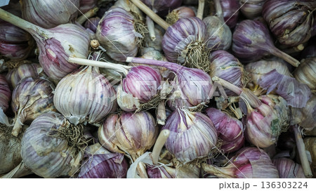 Fresh purple garlic bulbs with roots and dried skin Fresh purple garlic bulbs with roots and dried skin 136303224