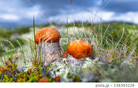 Beautiful boletus edulis mushroom in arctic tundra moss. White mushroom in Beautiful Nature Norway natural landscape. Mushrooms season. 136303226