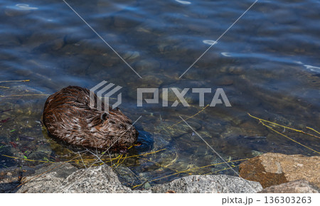 Large beaver swim in natural habitat. Invasive rodent Large beaver swim in natural habitat. Invasive rodent 136303263