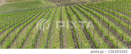 Green rows of vineyards in British Columbia Kelowna 136303265
