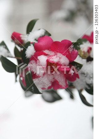 雪の積もった山茶花 136303403