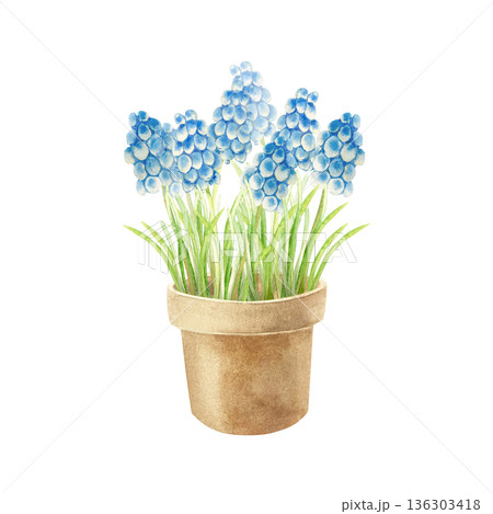 Blue muscari flowers in a clay pot. Hand drawn watercolor illustration, isolated. Pastel clip art for cards for March 8th, Easter, birthdays, invitations and posters. Blue muscari flowers in a clay pot. Hand drawn watercolor illustration, isolated. Pastel clip art for cards for March 8th, Easter, birthdays, invitations and posters. 136303418