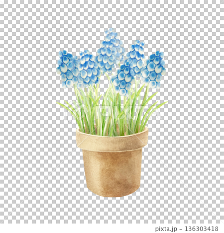 Blue muscari flowers in a clay pot. Hand drawn watercolor illustration, isolated. Pastel clip art for cards for March 8th, Easter, birthdays, invitations and posters. Blue muscari flowers in a clay pot. Hand drawn watercolor illustration, isolated. Pastel clip art for cards for March 8th, Easter, birthdays, invitations and posters. 136303418
