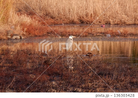 池を泳ぐ水鳥 池を泳ぐ水鳥 136303428