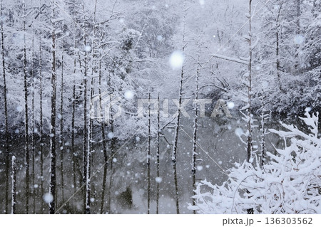 雪の都立小山内裏公園水没林 雪の都立小山内裏公園水没林 136303562
