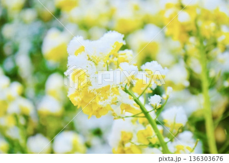 花に雪が積もった菜の花 136303676