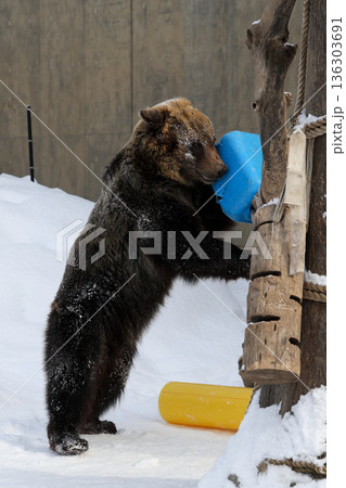 雪で遊ぶエゾヒグマ 136303691