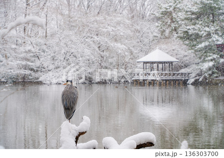 雪の三宝寺池、あずまやとアオサギ 136303700