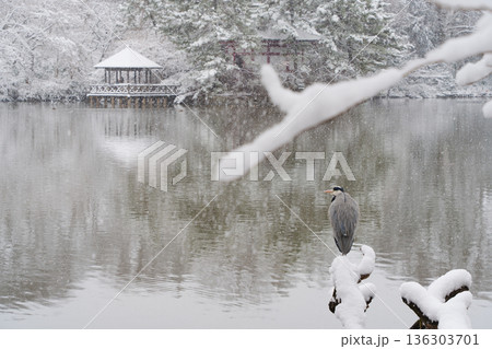 雪の三宝寺池、あずまやとアオサギ 136303701