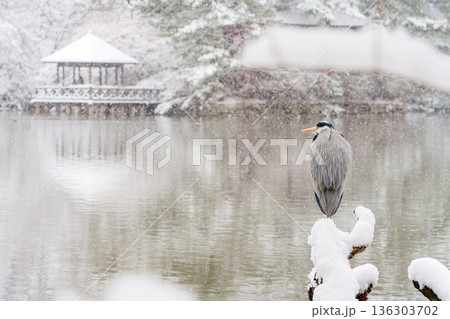 雪の三宝寺池、あずまやとアオサギ 雪の三宝寺池、あずまやとアオサギ 136303702