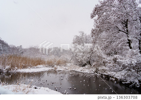 雪の三宝寺池 雪の三宝寺池 136303708