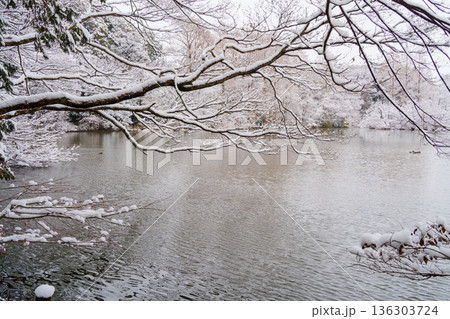 雪の三宝寺池 雪の三宝寺池 136303724