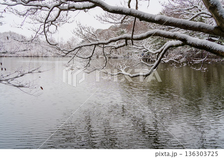 雪の三宝寺池のあずまや 雪の三宝寺池のあずまや 136303725