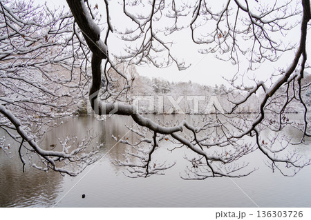 雪の三宝寺池 雪の三宝寺池 136303726