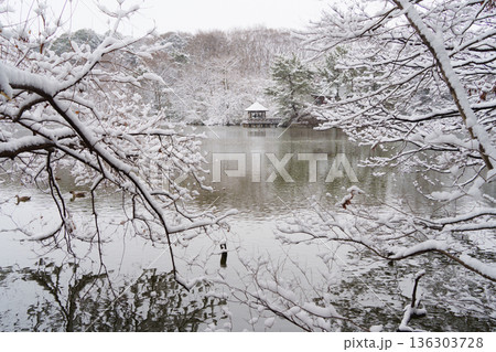 雪の三宝寺池のあずまや 136303728