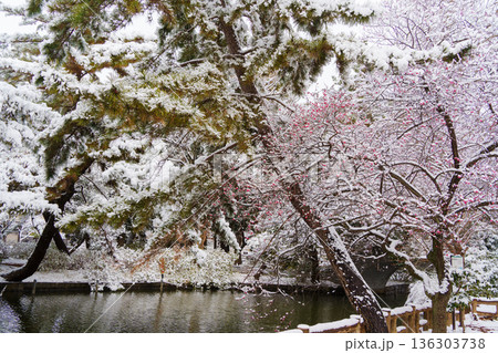 雪の石神井公園と梅 雪の石神井公園と梅 136303738
