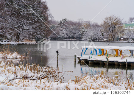 雪の石神井公園ボートのり場 雪の石神井公園ボートのり場 136303744