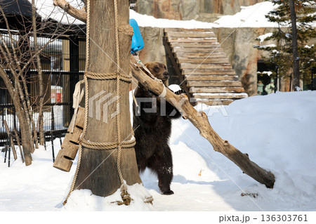 エゾヒグマの雪あそび 136303761