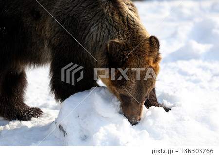 エゾヒグマの雪あそび 136303766