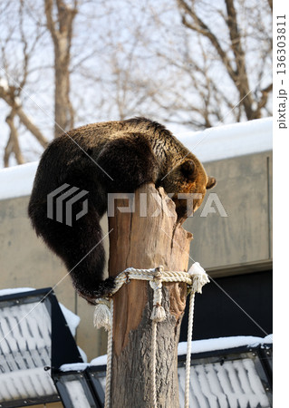 木にのぼるエゾヒグマ　 136303811