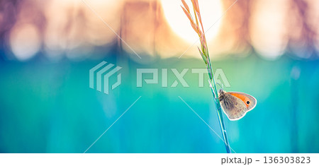Gorgeous sunset butterfly grass meadow field. Amazing colorful rays nature panoramic view Gorgeous sunset butterfly grass meadow field. Amazing colorful rays nature panoramic view 136303823