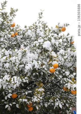 雪の積もった八朔 雪の積もった八朔 136303886
