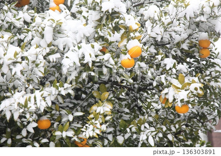 雪の積もった八朔 雪の積もった八朔 136303891