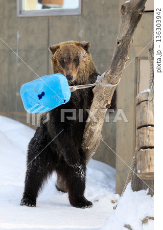 雪の中で遊ぶエゾヒグマ　 136303942