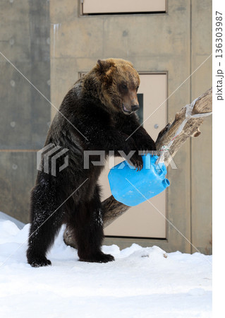 雪の中で遊ぶエゾヒグマ　 136303987
