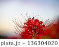 秋の陽を浴びる彼岸花 136304020