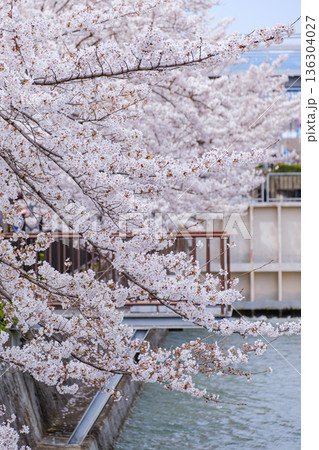 水路と満開の桜のある風景 136304027