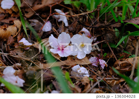 地面に落ちた二つの桜の花びら 地面に落ちた二つの桜の花びら 136304028