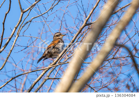 木の枝にとまるツグミ 136304084