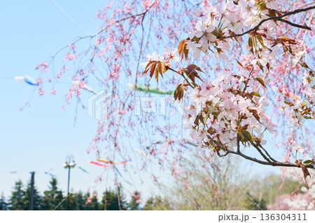 快晴の日の桜の花 136304311