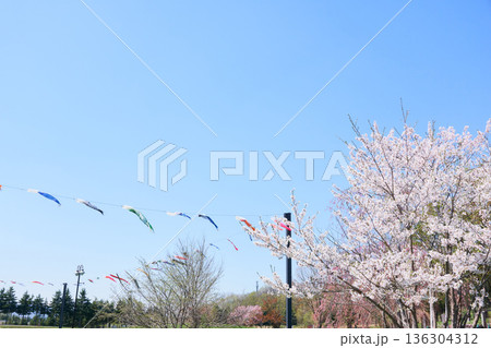 北海道の公園に泳ぐ鯉のぼりと桜の花 136304312