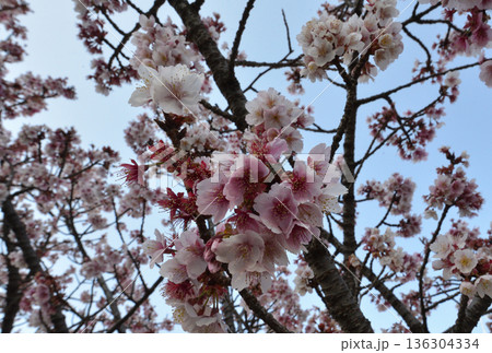 満開の早咲き桜 満開の早咲き桜 136304334
