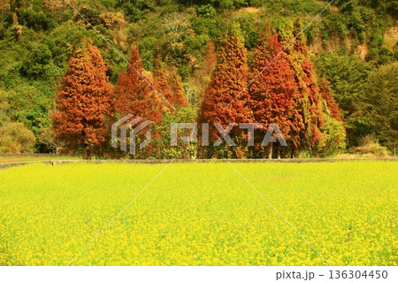 景色 風景 地形 136304450