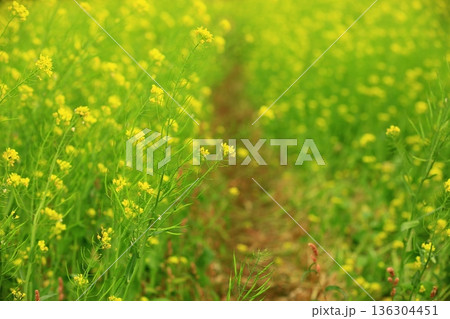 植物 工場 プランツ 136304451