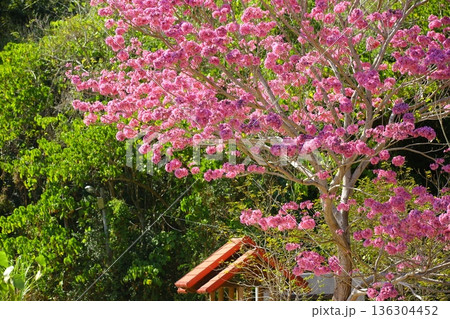 花 フラワー お花 136304452