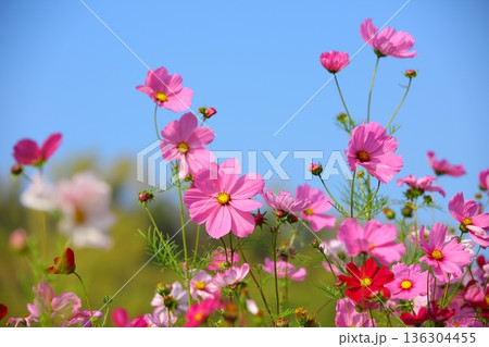 菊 キク 菊の花 136304455