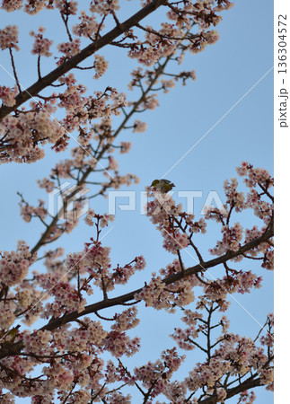 満開の早咲き桜 136304572