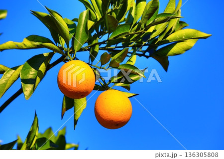 オレンジ 橙 黄色い実 136305808