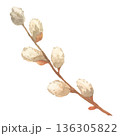 Watercolor Soft Spring Branch with Buds 136305822