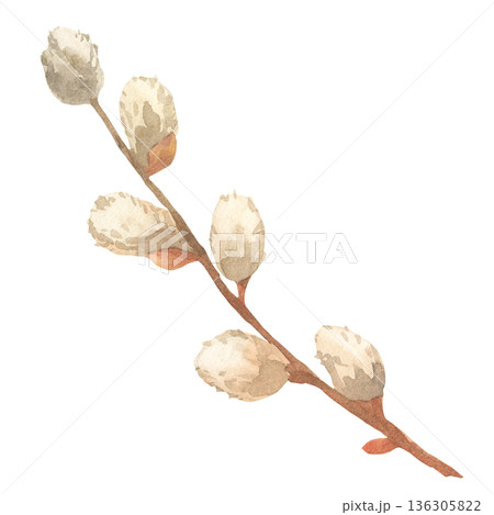 Watercolor Soft Spring Branch with Buds 136305822