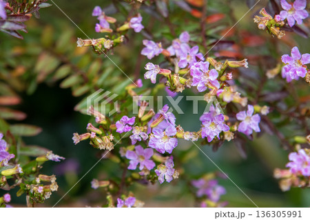 ローズマリーの花（ピンク） 136305991