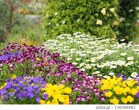 春の花畑、パンジー咲くカラフルな花壇と緑あふれる公園風景（4月・5月の新生活イメージ） 136306062