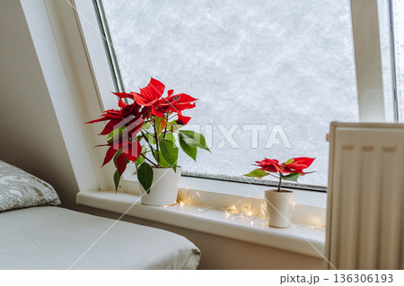 Christmas plant Christmas star, poinsettia window covered with snow 136306193