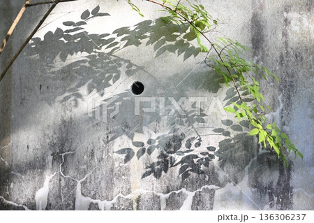コンクリートの壁に生える植物と映る影 136306237